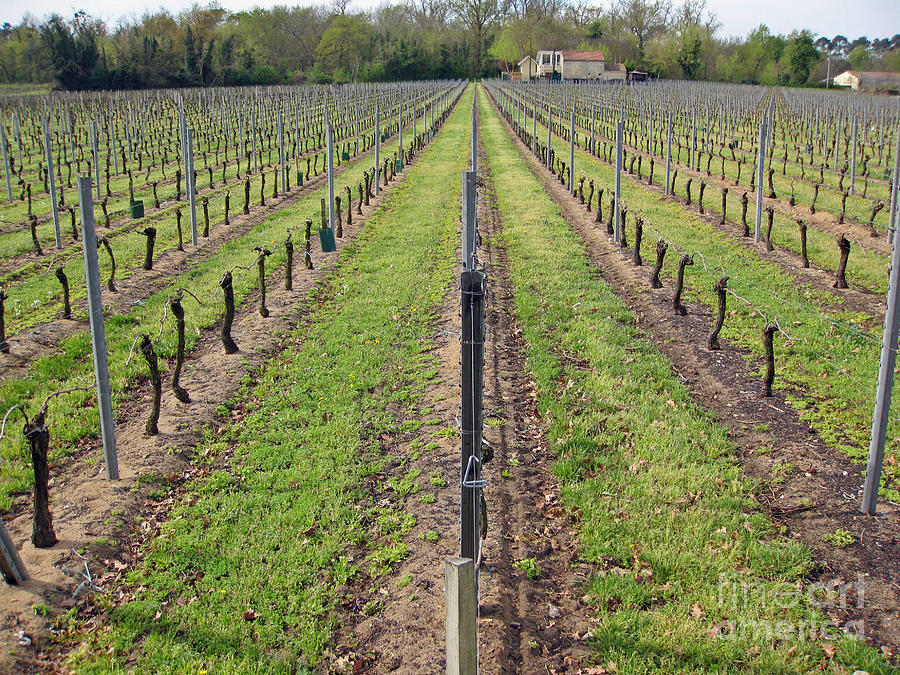 Parallel vines Photograph by Rod Jones