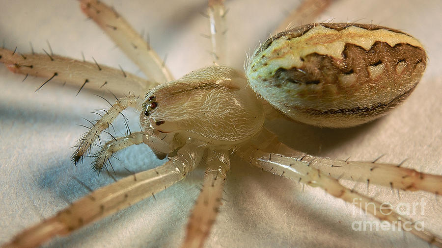 Paralysed Theridion spider Photograph by Mareko Marciniak