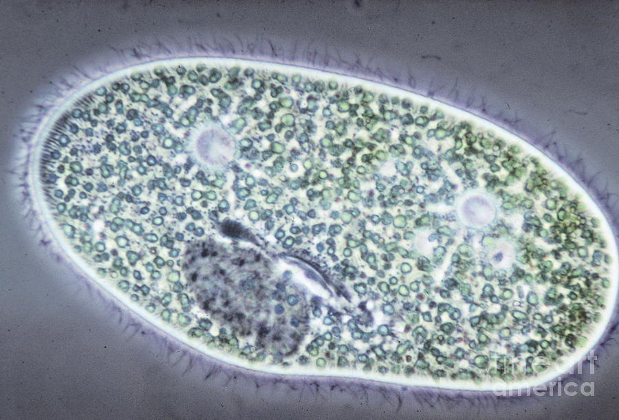 Paramecium Bursaria Photograph by M. I. Walker
