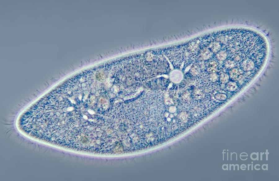 Paramecium Caudatum, Contractile Photograph by M. I. Walker