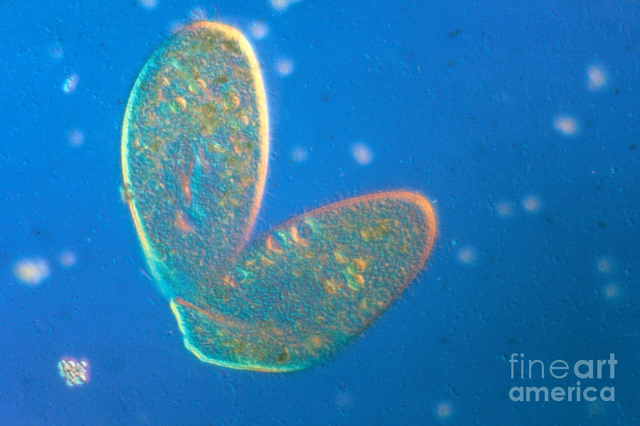 Microorganism Photograph - Paramecium Dividing by Eric V. Grave