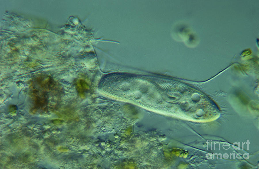 Science Photograph - Paramecium Feeding Lm by M. I. Walker