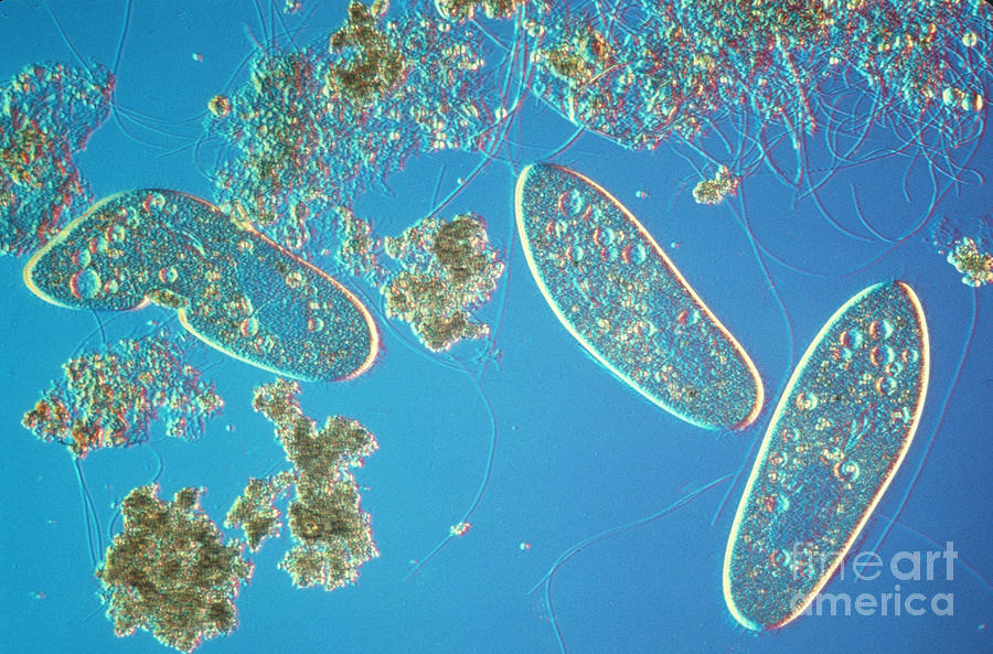 Paramecium Photograph by M. I. Walker