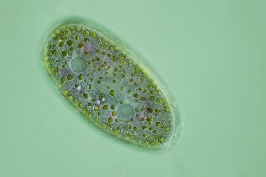 Paramecium Protozoan,light Micrograph Photograph By Frank Fox - Pixels