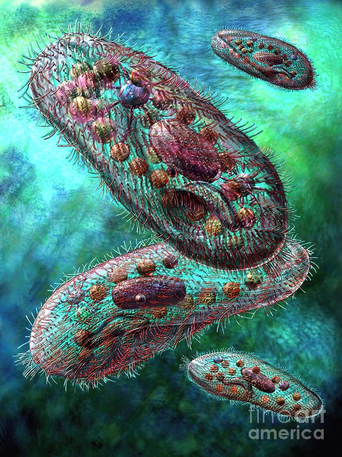 Biological Digital Art - Paramecium by Russell Kightley