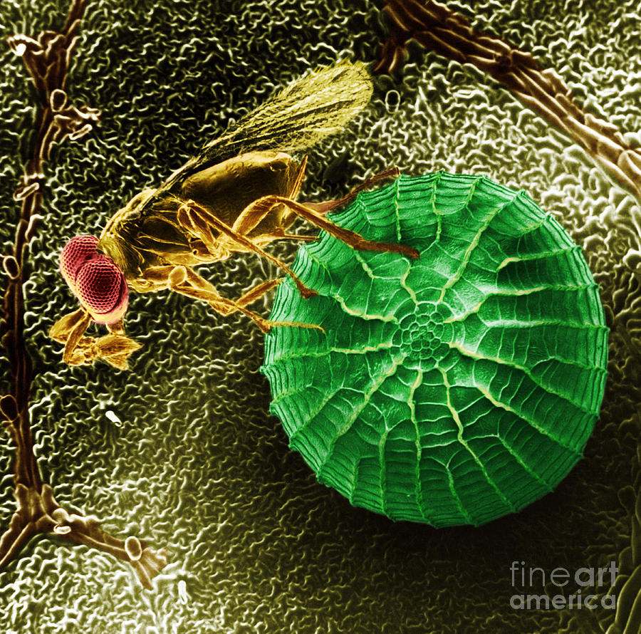 Parasitic Wasp With Egg Photograph by Science Source