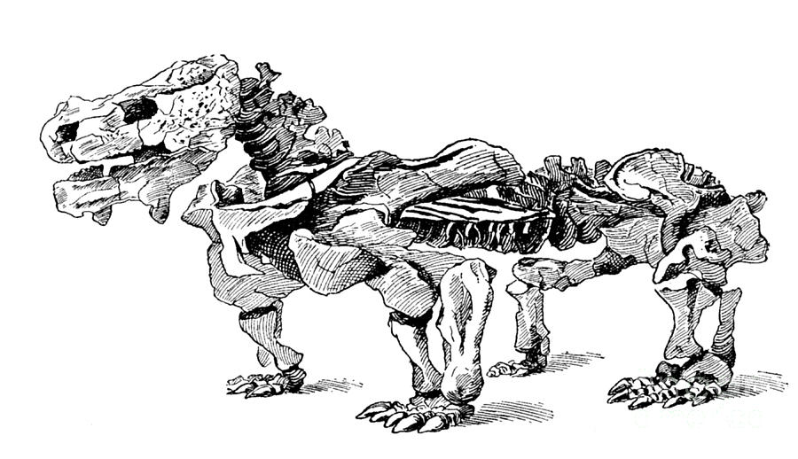 Pareiasaurus, Cenozoic Reptile Photograph by Science Source