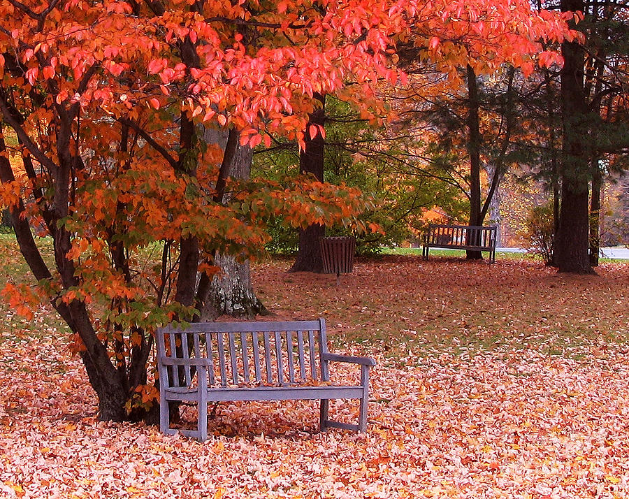 Park Bench in Fall Photograph by Jack Schultz