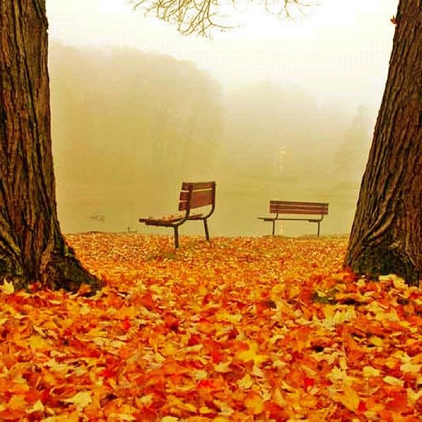 Fall Photograph - Park Benches by Edward Sobuta