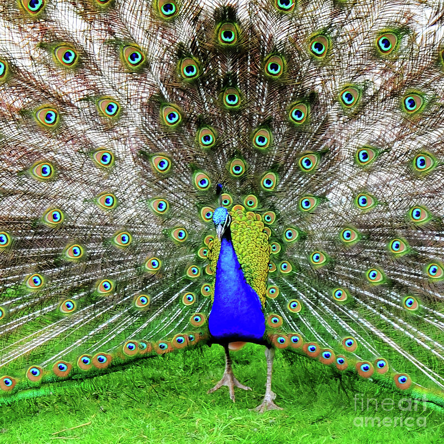 Peacock Photograph - Park Rose Peacock by David Hollingworth