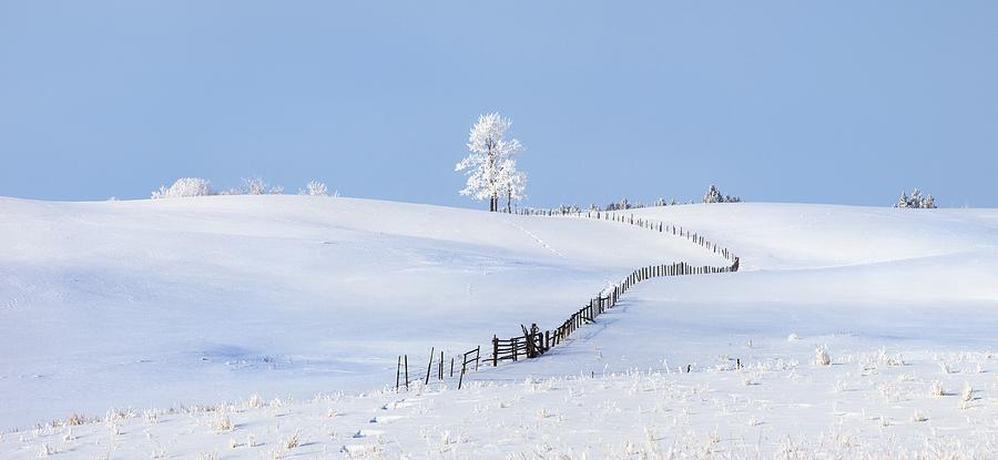 Parkland County, Alberta, Canada A Tree Photograph by Steve Nagy | Fine ...