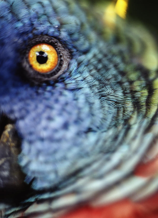 Parrot Photograph - Parrot, Close Up by Axiom Photographic