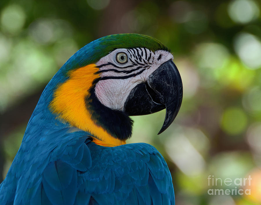 Parrot head Photograph by Art Whitton