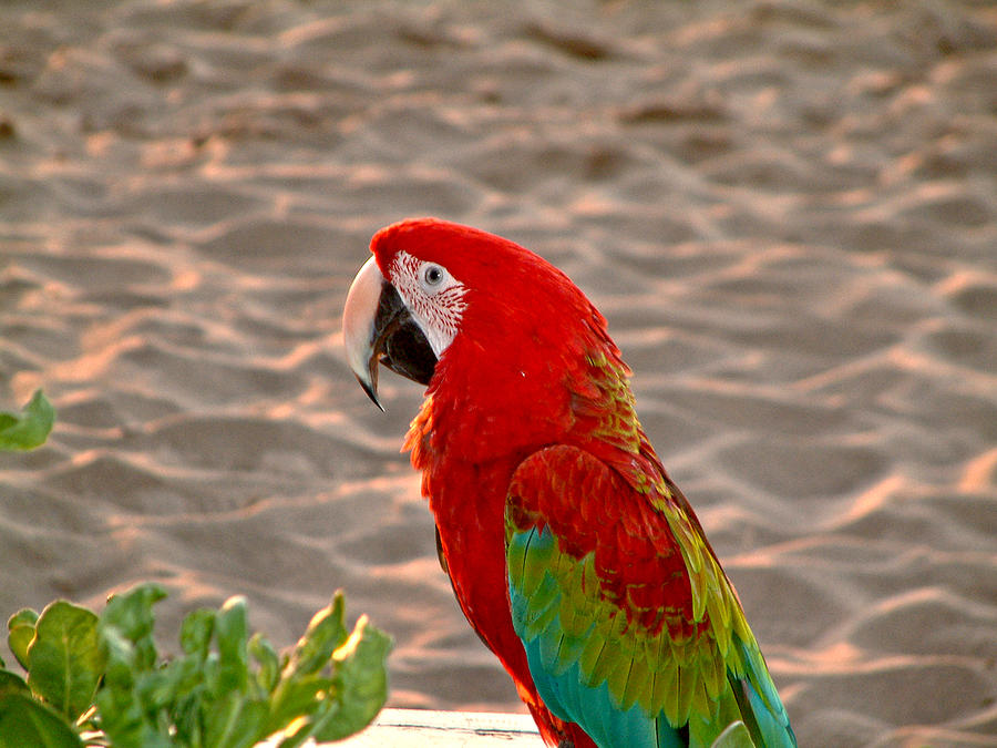 Parrot in Maui Photograph by Rob Green