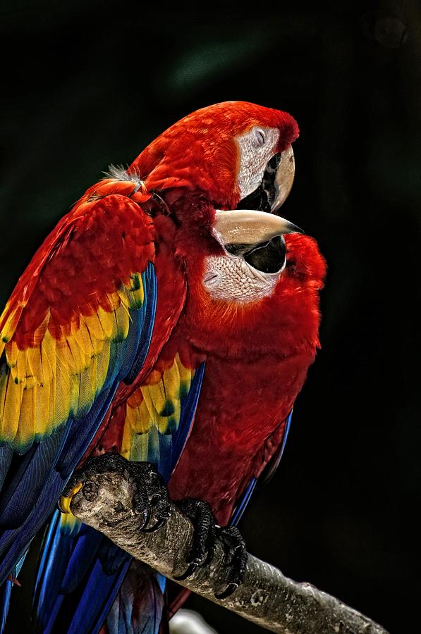 Parrot Love Photograph