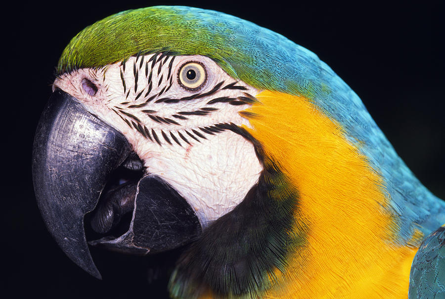 Parrot Photograph - Parrot by Natural Selection Ralph Curtin