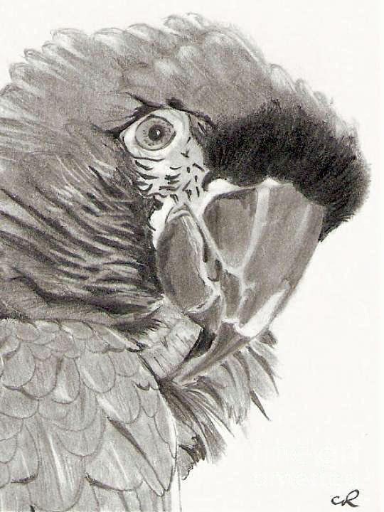 Parrot Pencil Drawing Drawing by Claudiu Radulescu