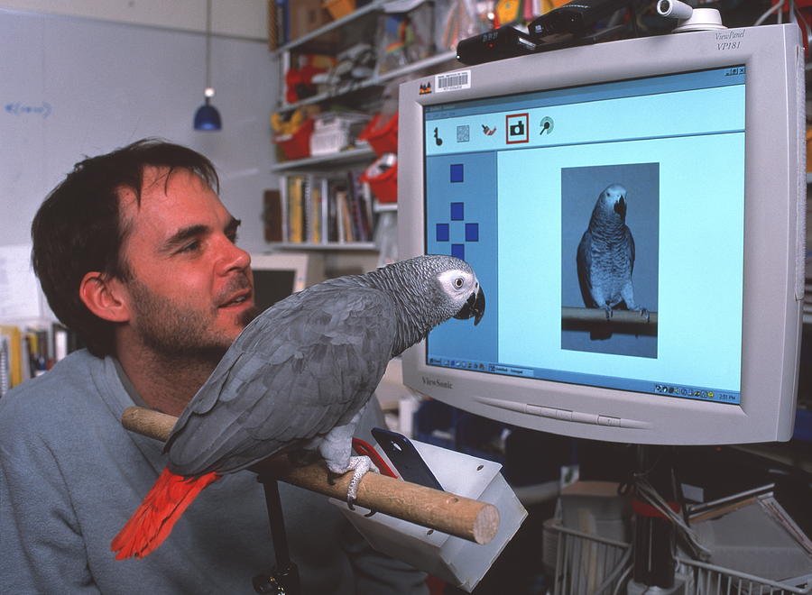 Cambridge Photograph - Parrot Playing With Computer by Volker Steger