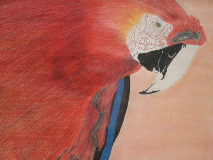 Parrot Drawing by Samantha Lusby