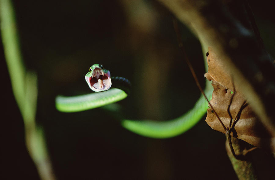 Parrot Snake Leptophis Ahaetulla Photograph by Mark Moffett