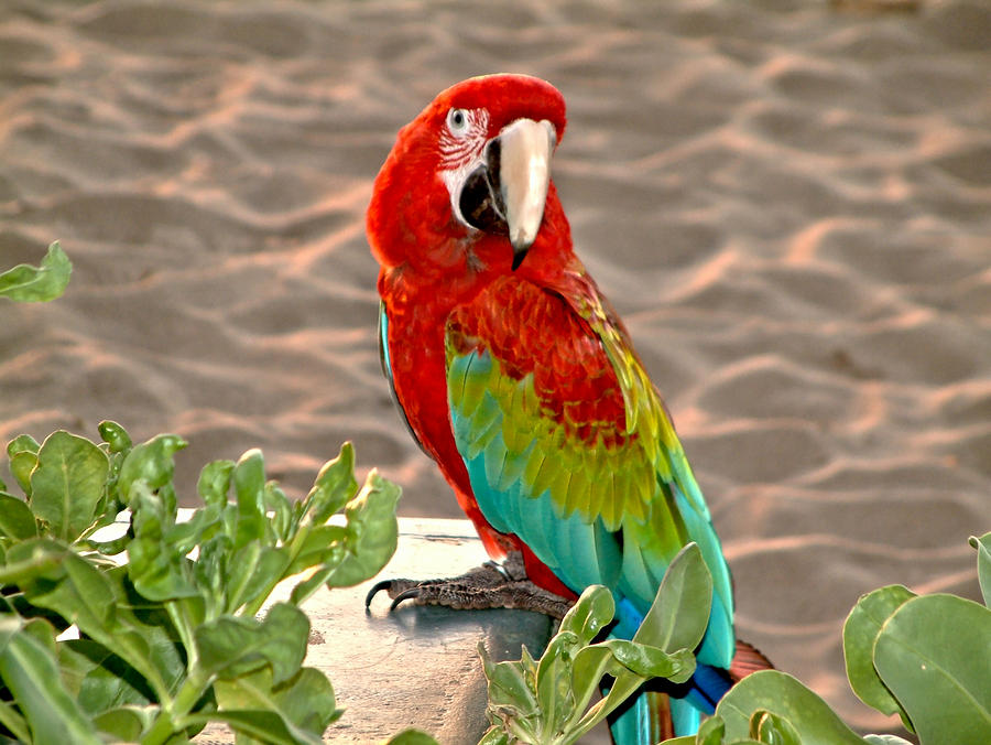 Parrot Sunning on the Beach Photograph by Rob Green