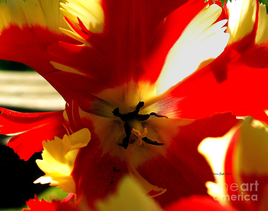 Parrot Tulip I Photograph by Patricia Griffin Brett
