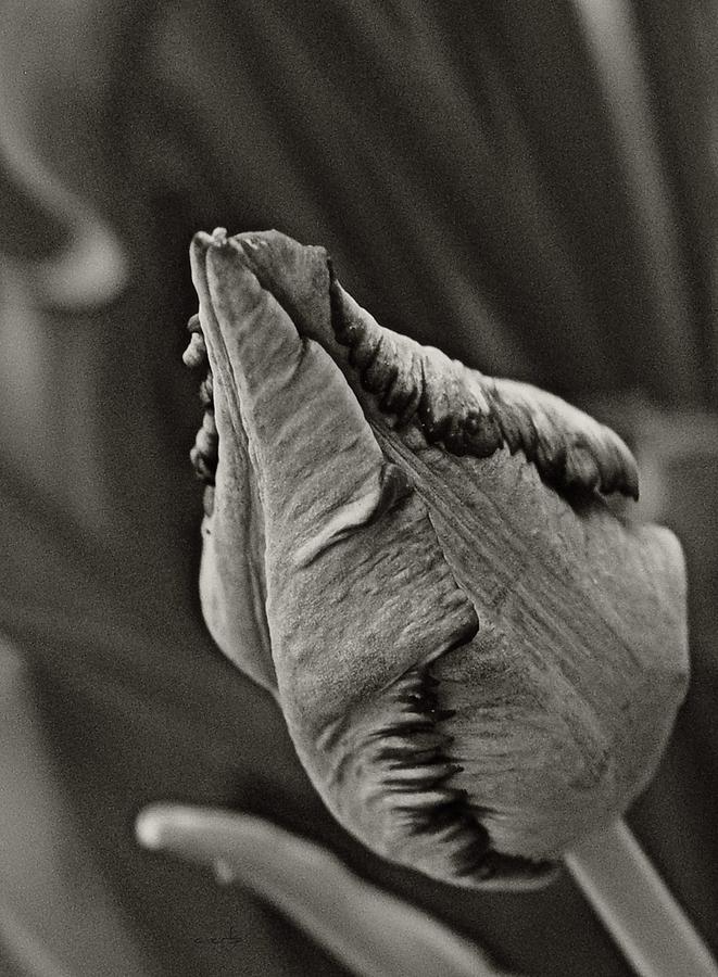 Parrot Tulip in Black and White Photograph by Chris Berry