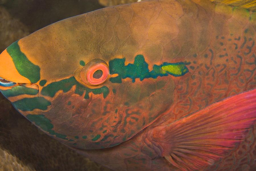 Animal Photograph - Parrotfish Scaridae by Stuart Westmorland