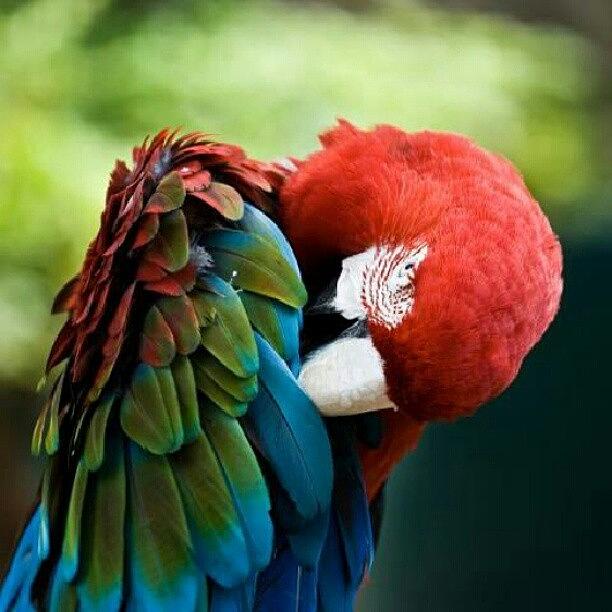 Bird Photograph - #parrots #animals #birds #instagrammers by Kelly Love