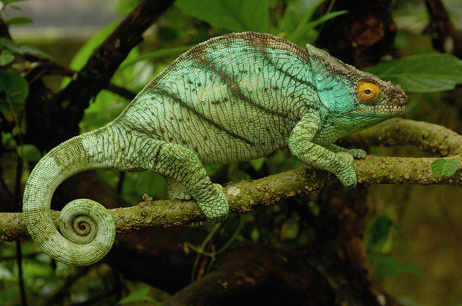 Parsons Chameleon Calumma Parsonii Photograph by Pete Oxford