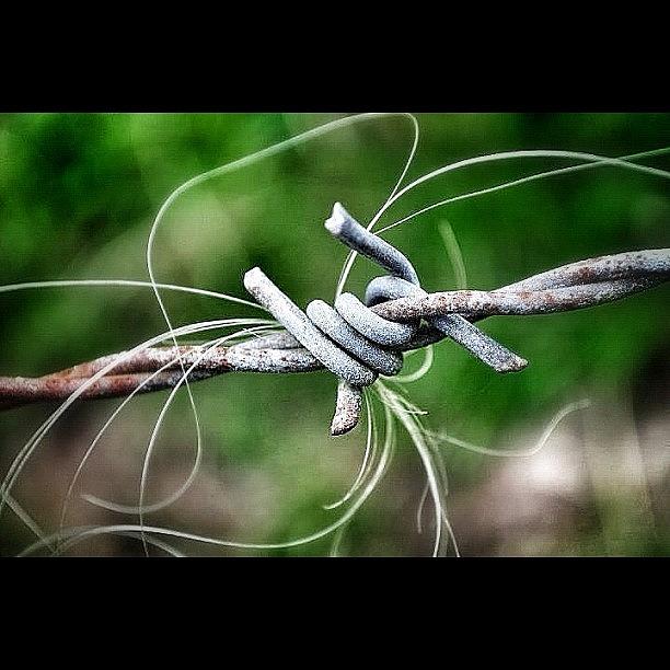 Nature Photograph - Part Of A Barbed Wire With Single Hairs by Sascha  Buchholz