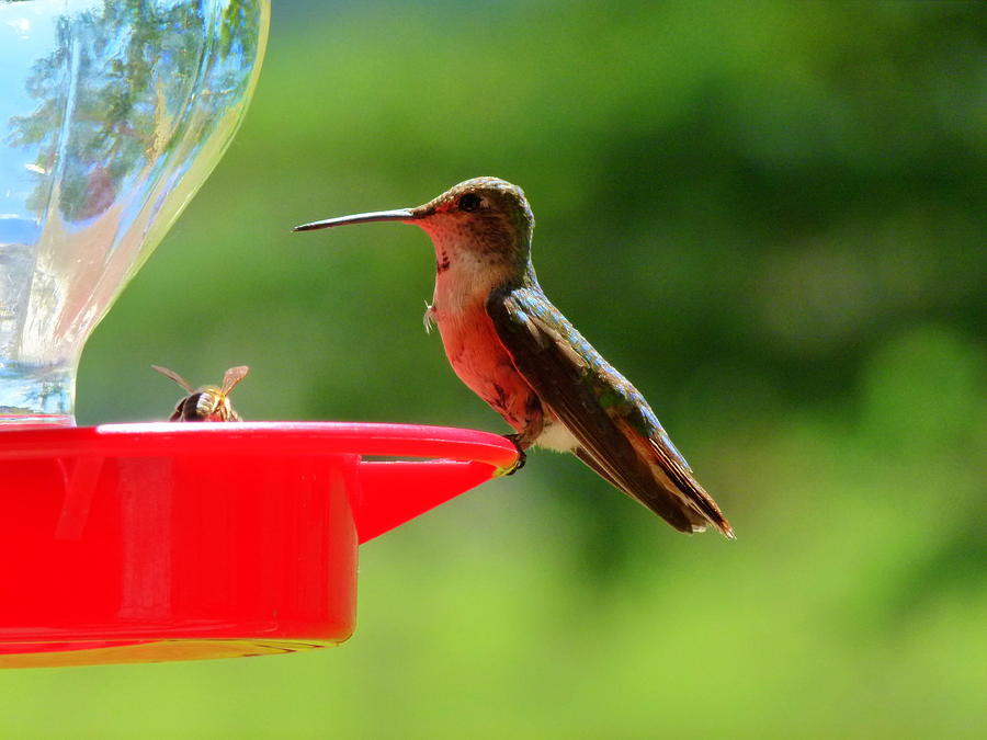 Hummingbird Photograph - Partners by Eric Neitzel