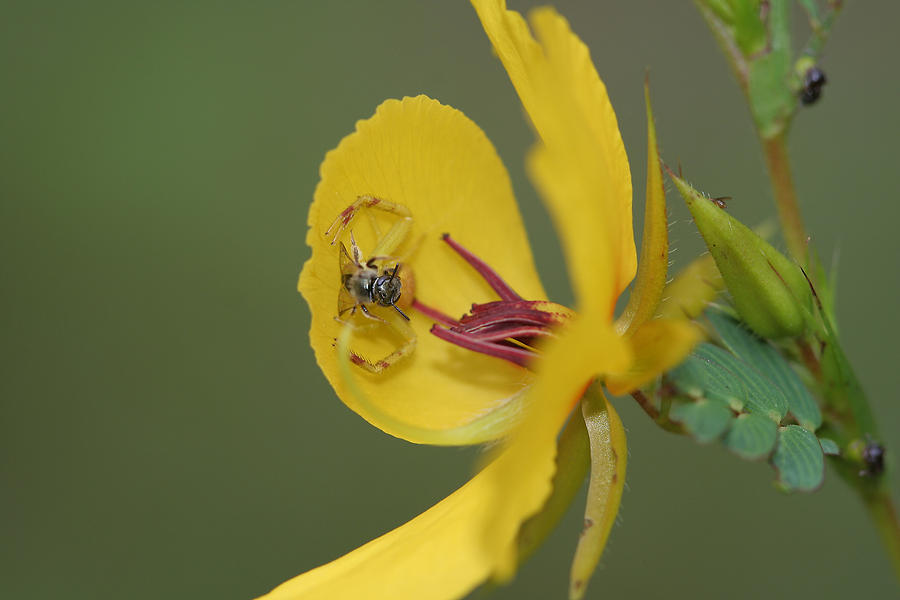 Partridge Pea And Matching Crab Spider With Prey Photograph by Daniel Reed