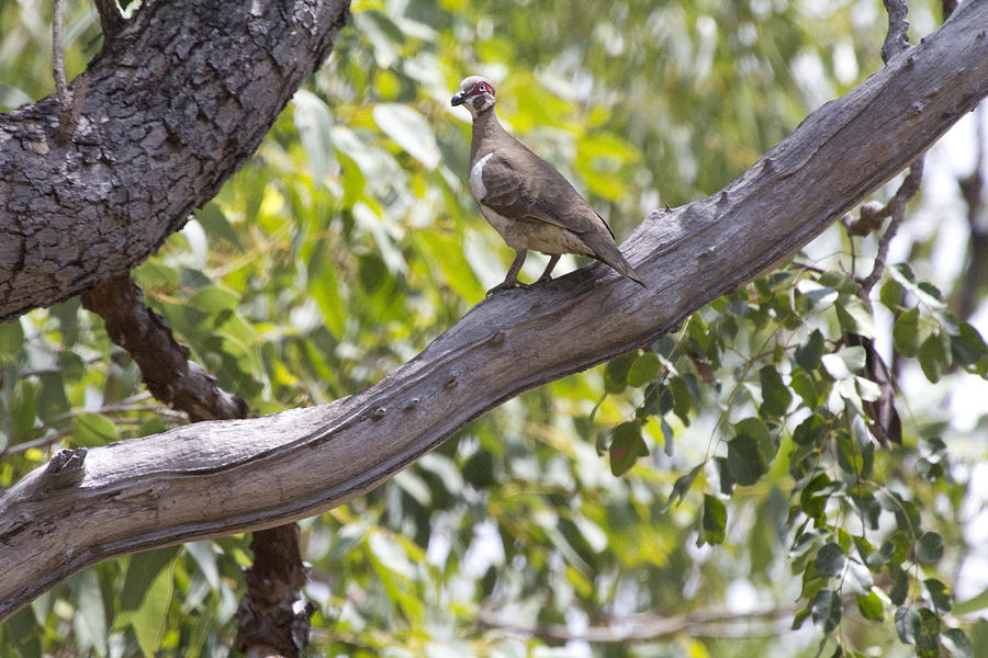 Kakadu National Park Photograph - Partridge Pigeon by Douglas Barnard