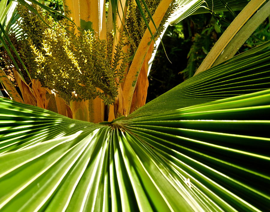 Parts of a Palm Tree Photograph by Kirsten Giving