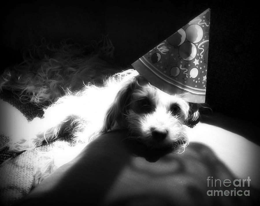 Black And White Photograph - Party Animal by Christy Beal