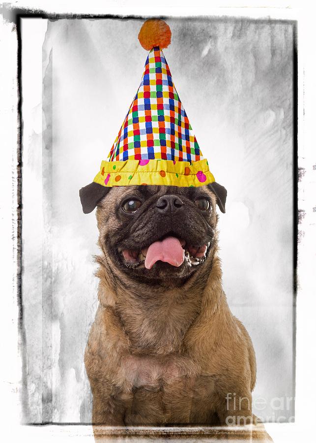 Animal Photograph - Party Animal by Edward Fielding