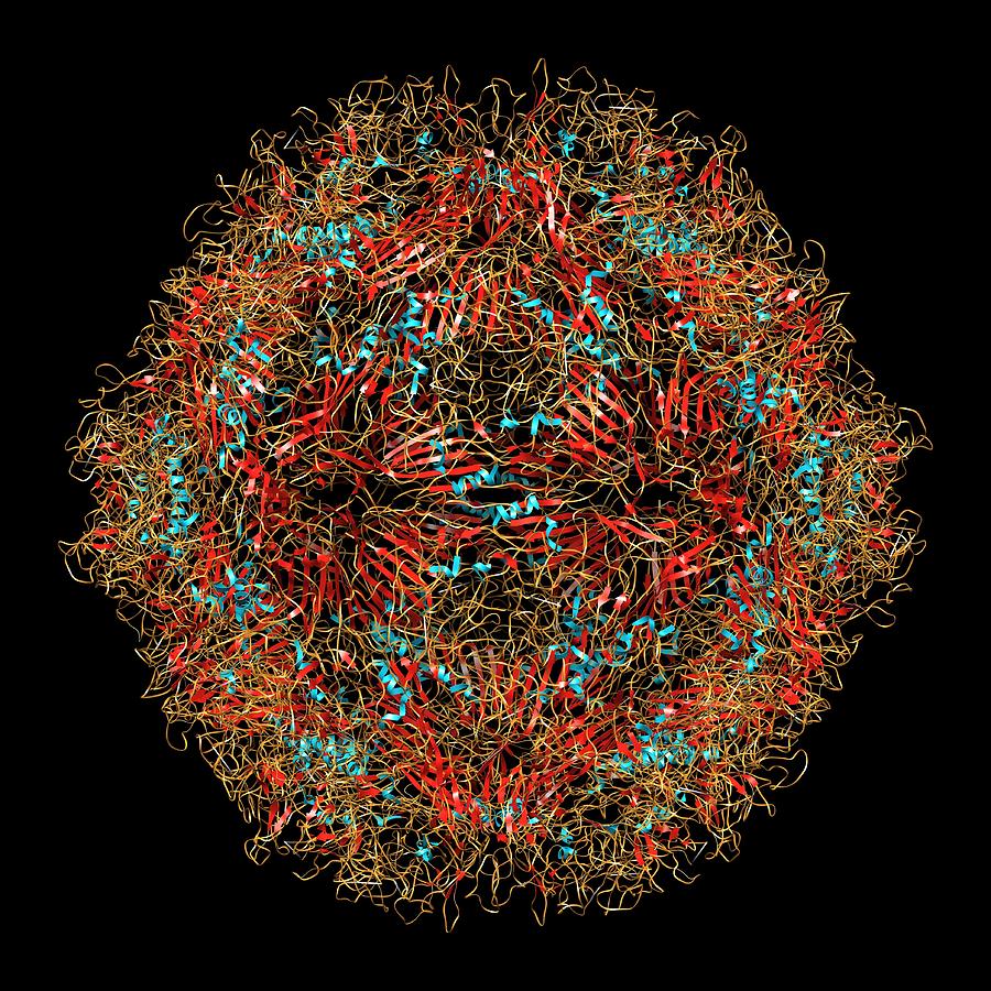 Pathogen Photograph - Parvovirus Particle, Molecular Model by Laguna Design