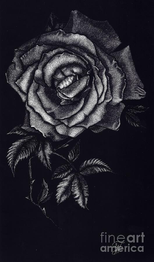 Pascali Rose Drawing by Yenni Harrison