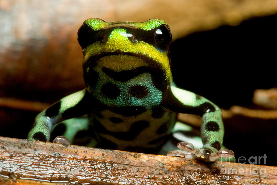 Pasco Poison Frog Photograph by Dant Fenolio