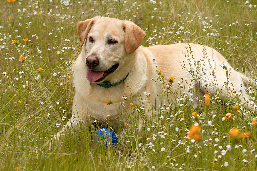 Yellow lab in the wildflowers Photograph by Jean Noren