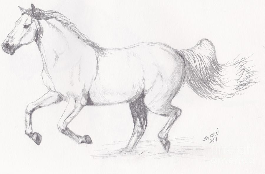 Paso Fino Drawing by Sara Williams - Fine Art America