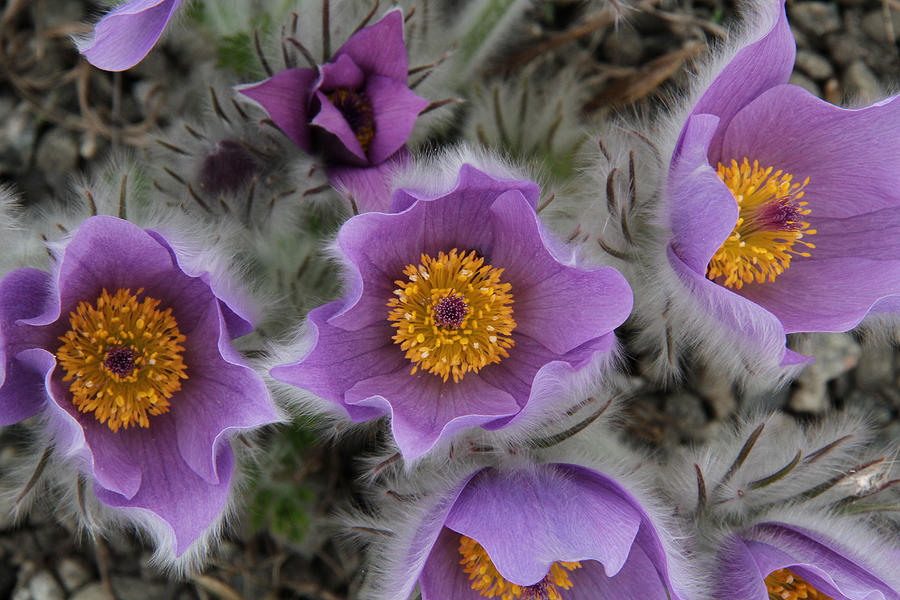 Pasque Flower Photograph by Doris Potter