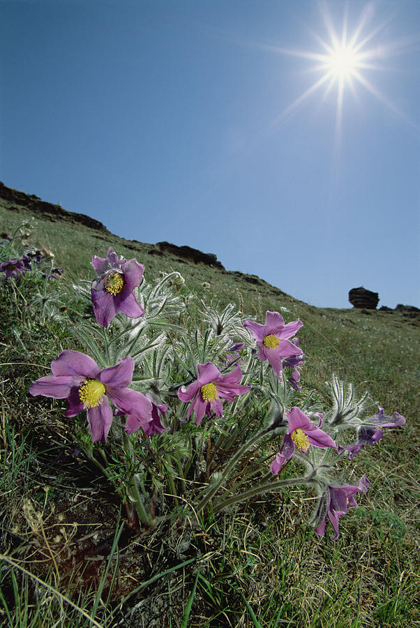 Pasque Flower Pulsatilla Sp On Hillside Photograph by Konrad Wothe
