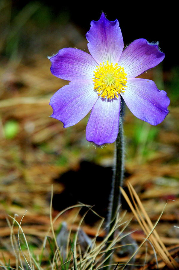 Pasqueflower Photograph - Pasqueflower by Merle Ann Loman