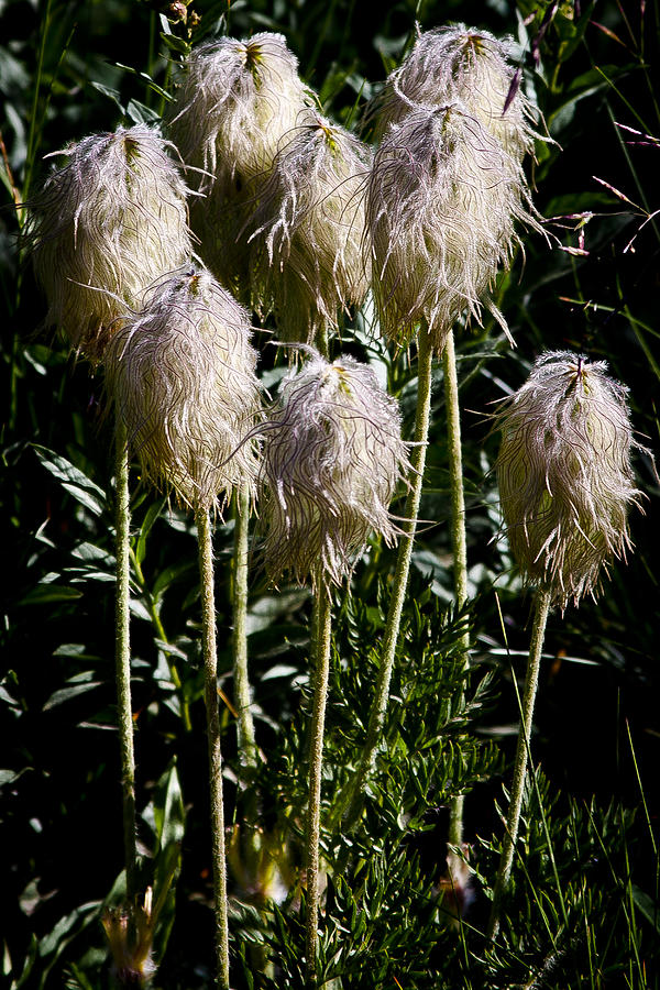 Pasqueflower Seedhead Photograph by David Patterson