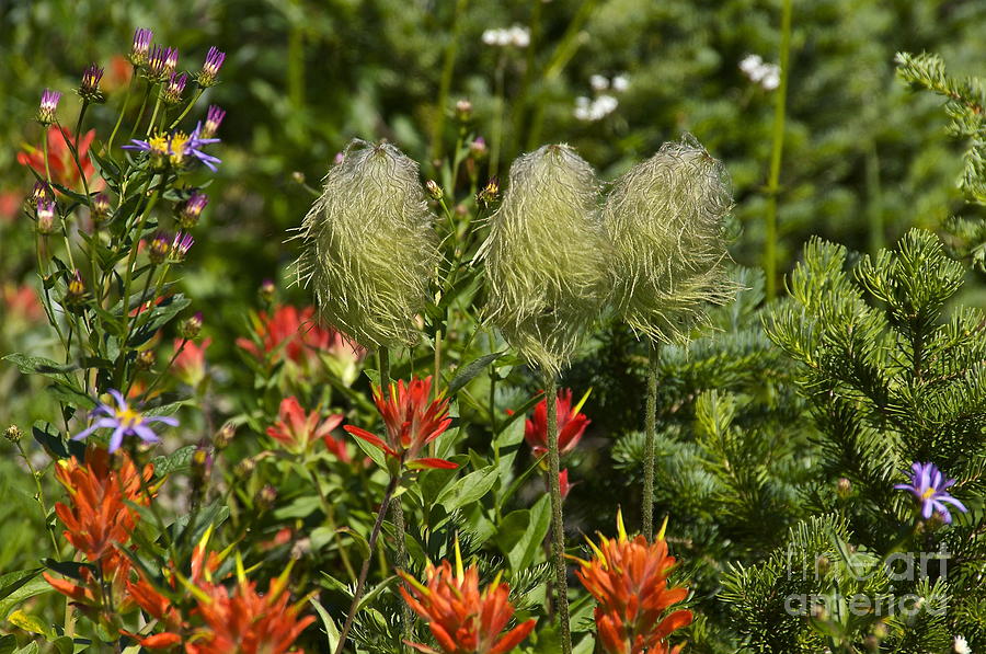 Pasqueflower Seedpod and Paintbrush Photograph by Sean Griffin