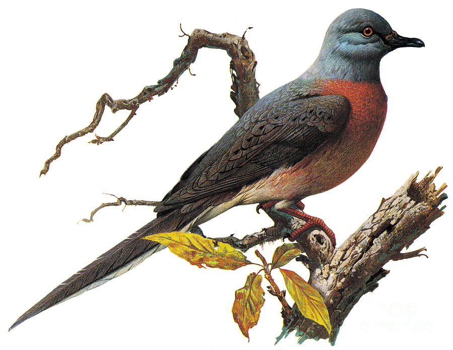 Passenger Pigeon Photograph by Photo Researchers