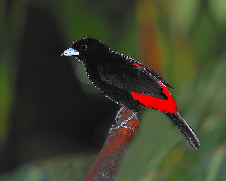 Passerini's Tanager Photograph by Tony Beck | Fine Art America