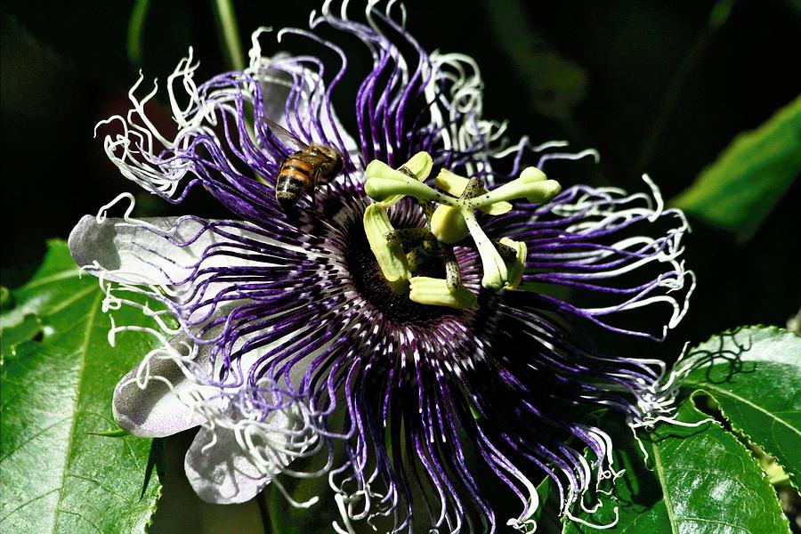 Passiflora Inspiration Photograph by Larry Parker